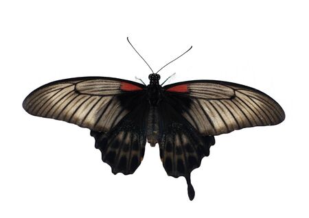 beautiful butterfly on a white backgroundの写真素材