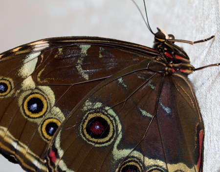 beautiful butterfly