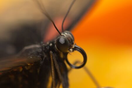 Portrait of a butterfly, macroの写真素材