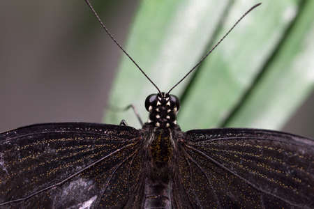 beautiful butterflyの写真素材