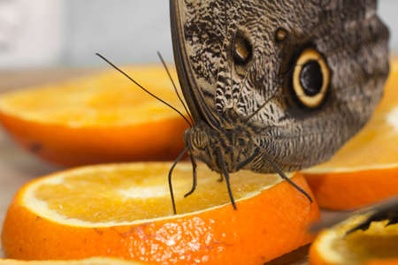 beautiful butterflyの写真素材