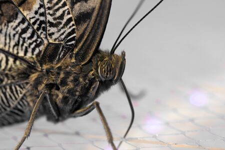 Portrait of a butterfly, macroの写真素材