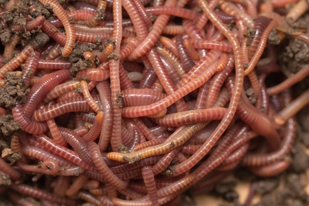 red worms in compost - bait for fishingの写真素材