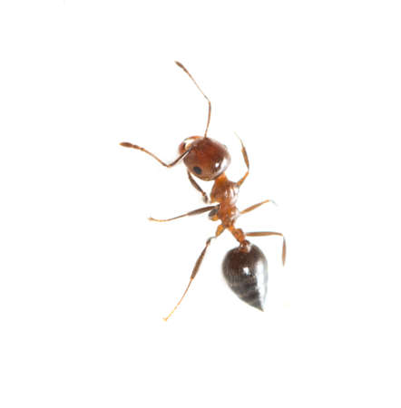 ant on a white background. macroの写真素材