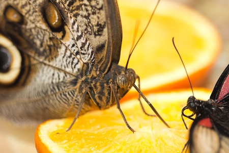 Portrait of a butterfly, macroの写真素材