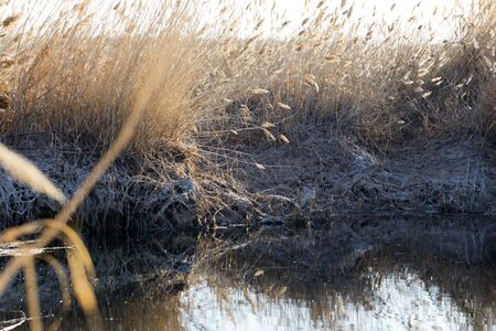 beautiful river with reeds in the autumn