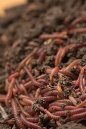 red worms in compost - bait for fishingの写真素材