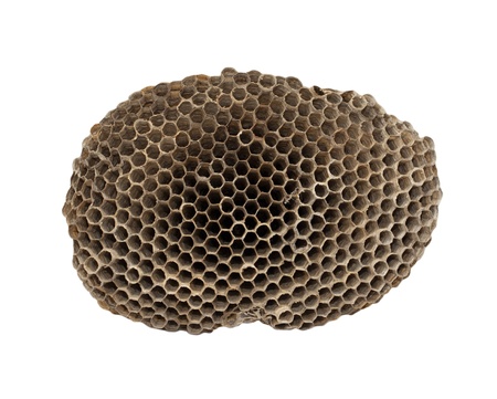 honeycombs   isolated on white backgroundの写真素材