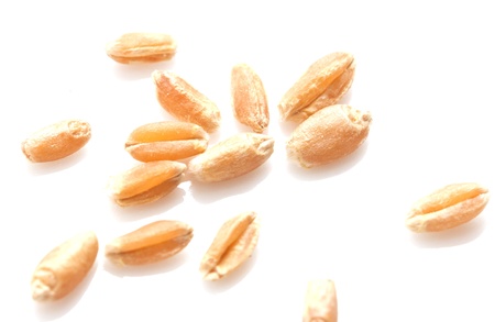 wheat on a white backgroundの写真素材