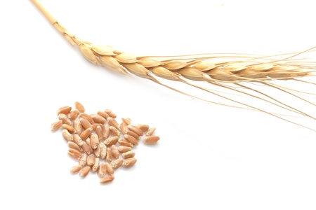 wheat on a white backgroundの写真素材