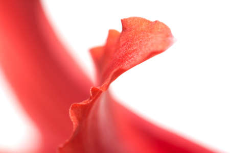 background of red petals of a flower. macroの写真素材