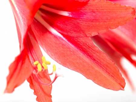 yellow stamens red flower. macroの写真素材