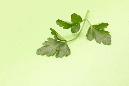 parsley on a green backgroundの写真素材
