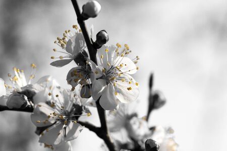 flower on a treeの写真素材