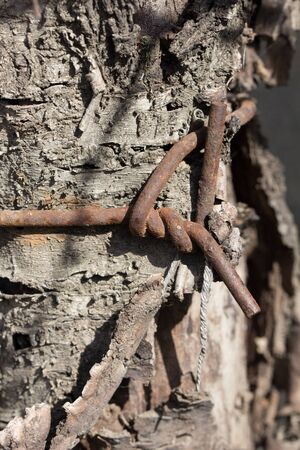 wire on the tree barkの写真素材