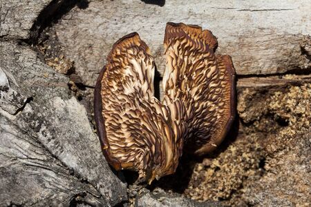 old fungus on a tree