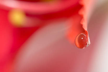 drop of water on the red petals of a flower. macroの写真素材