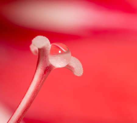 drop of water on a red flower pistil. macroの写真素材