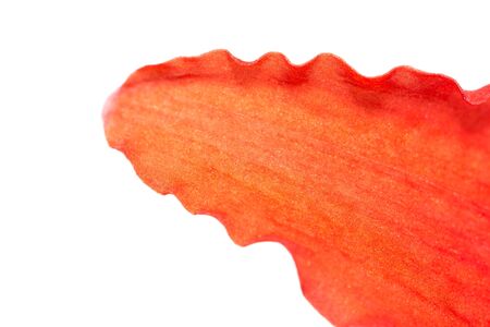 background of red petals of a flower. macroの写真素材