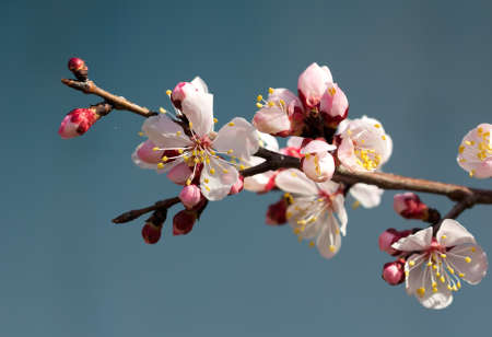 flower on a treeの写真素材