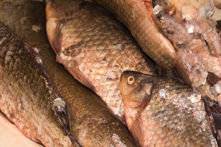 carp fish in the scales as the background