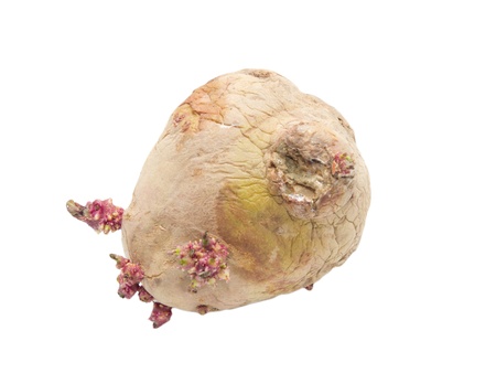 old potatoes on a white backgroundの写真素材