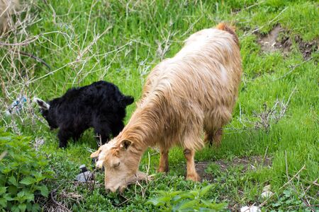 goats in the pasture