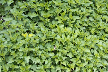 nettle background in natureの写真素材