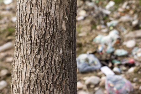 tree in the trash
