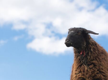 portrait of a sheep on a background of blue skyの写真素材