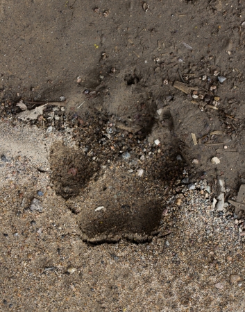 dog on the nature trailの写真素材