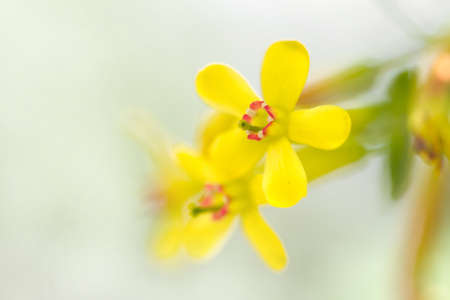 beautiful yellow flower in nature. macro