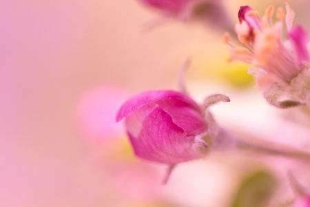 pink flower apple tree in nature. macroの写真素材