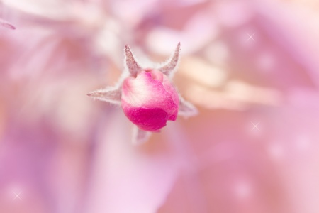 pink flower apple tree in nature. macroの写真素材