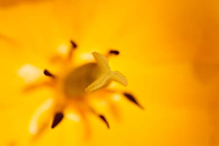 beautiful yellow tulip in nature. macroの写真素材