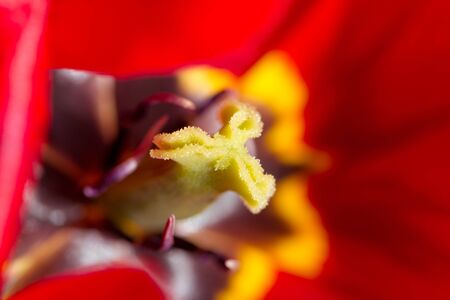 beautiful red tulip in nature. macro