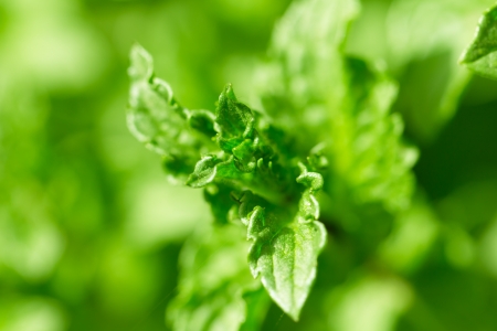 Beautiful mint leaves in nature