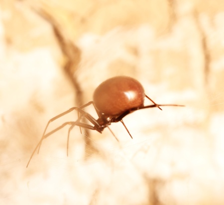 spider on the hunt. marcoの写真素材