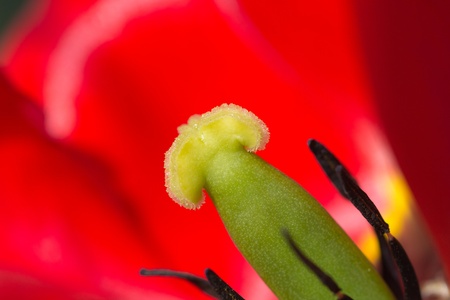beautiful red tulip in nature. macroの写真素材