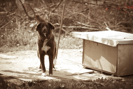 angry black white dogの写真素材