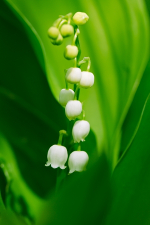 Beautiful flower lily of the valley on the natureの写真素材
