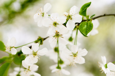 beautiful flowers on a fruit tree