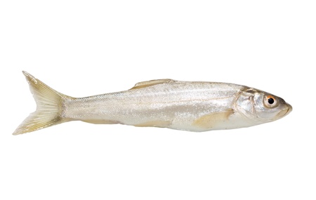 gudgeon fish on a white backgroundの写真素材