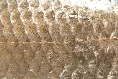 fish scales