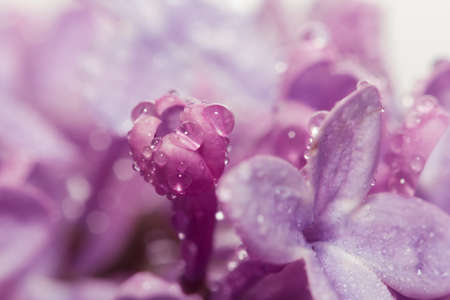 beautiful background of the flowers of lilacの写真素材