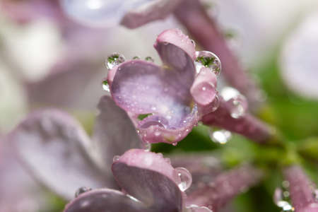 beautiful background of the flowers of lilacの写真素材
