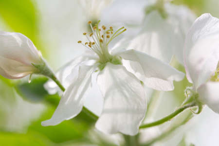 beautiful flowers of apple trees. macroの写真素材