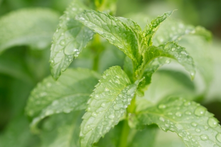 water drops on a mint. macroの写真素材