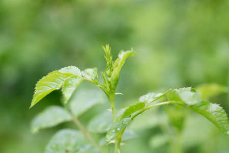 beautiful leaves of the plant after the rainの写真素材