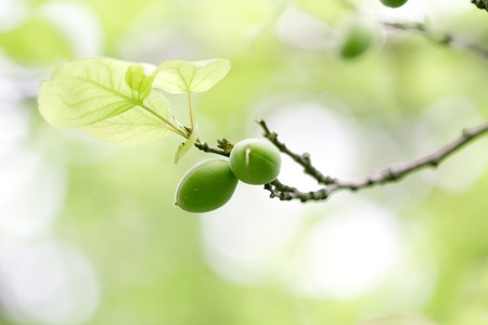 green unripe apricots on a tree